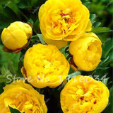 Hot Sale 20 Pcs Peony Flower Seeds Garden Seeds And Potted Plants Paeonia Suffruticosa Tree, Peony Root Seeds for Home Garden