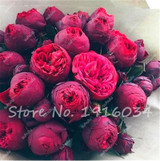 Hot Sale 20 Pcs Peony Flower Seeds Garden Seeds And Potted Plants Paeonia Suffruticosa Tree, Peony Root Seeds for Home Garden