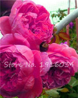 Hot Sale 20 Pcs Peony Flower Seeds Garden Seeds And Potted Plants Paeonia Suffruticosa Tree, Peony Root Seeds for Home Garden