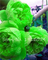Hot Sale 20 Pcs Peony Flower Seeds Garden Seeds And Potted Plants Paeonia Suffruticosa Tree, Peony Root Seeds for Home Garden