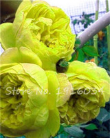 Hot Sale 20 Pcs Peony Flower Seeds Garden Seeds And Potted Plants Paeonia Suffruticosa Tree, Peony Root Seeds for Home Garden