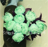 Hot Sale 20 Pcs Peony Flower Seeds Garden Seeds And Potted Plants Paeonia Suffruticosa Tree, Peony Root Seeds for Home Garden