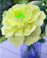 Hot Sale 20 Pcs Peony Flower Seeds Garden Seeds And Potted Plants Paeonia Suffruticosa Tree, Peony Root Seeds for Home Garden