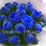 Hot Sale 20 Pcs Peony Flower Seeds Garden Seeds And Potted Plants Paeonia Suffruticosa Tree, Peony Root Seeds for Home Garden