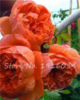 Hot Sale 20 Pcs Peony Flower Seeds Garden Seeds And Potted Plants Paeonia Suffruticosa Tree, Peony Root Seeds for Home Garden