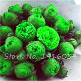 Hot Sale 20 Pcs Peony Flower Seeds Garden Seeds And Potted Plants Paeonia Suffruticosa Tree, Peony Root Seeds for Home Garden