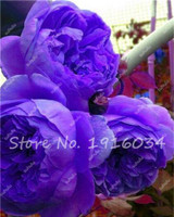 Hot Sale 20 Pcs Peony Flower Seeds Garden Seeds And Potted Plants Paeonia Suffruticosa Tree, Peony Root Seeds for Home Garden