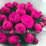 Hot Sale 20 Pcs Peony Flower Seeds Garden Seeds And Potted Plants Paeonia Suffruticosa Tree, Peony Root Seeds for Home Garden