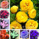 Hot Sale 20 Pcs Peony Flower Seeds Garden Seeds And Potted Plants Paeonia Suffruticosa Tree, Peony Root Seeds for Home Garden