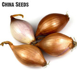 Hot Sale 200pcs Giant Onion Seeds Organic Vegetables Seed Diy Plant For Garden Bonsai Heirloom Tomato Garlic * Shallot Sementes