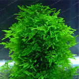 Hot Sale 200 Pcs New Aquarium Grass Seeds (Mix) Water Aquatic Plant Seeds Family Easy Plant Seeds For Decorate The Aquarium