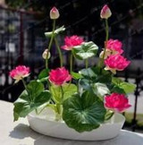 Hot Sale 10 Pcs/Pack Bowl lotus Seed Hydroponic Plants Aquatic Plants Flower Seeds Pot Lotus Water Lily Seeds Bonsai Garden