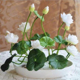 Hot Sale 10 Pcs/Pack Bowl lotus Seed Hydroponic Plants Aquatic Plants Flower Seeds Pot Lotus Water Lily Seeds Bonsai Garden