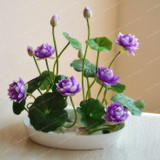 Hot Sale 10 Pcs/Pack Bowl lotus Seed Hydroponic Plants Aquatic Plants Flower Seeds Pot Lotus Water Lily Seeds Bonsai Garden