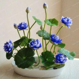 Hot Sale 10 Pcs/Pack Bowl lotus Seed Hydroponic Plants Aquatic Plants Flower Seeds Pot Lotus Water Lily Seeds Bonsai Garden