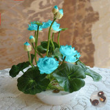 Hot Sale 10 Pcs/Pack Bowl lotus Seed Hydroponic Plants Aquatic Plants Flower Seeds Pot Lotus Water Lily Seeds Bonsai Garden