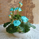 Hot Sale 10 Pcs/Pack Bowl lotus Seed Hydroponic Plants Aquatic Plants Flower Seeds Pot Lotus Water Lily Seeds Bonsai Garden