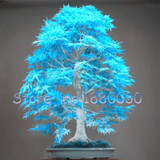 US Maple seed 50PCS rare powder blue mini bonsai seeds bonsai tree seeds Maple Seeds home garden plants