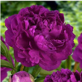 Hot Elegant Peony Flower Seeds Garden Seeds And Potted Plants Red Peony Seeds Easy to grow 12 PCS