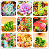 Hot Sale!10pcs/Lot 99 Kinds to choose Lithops Seeds Succulents Seeds Pseudotruncatella Office Bonsai Flower Seeds,#Y7UQSV