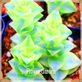 Hot Sale!10pcs/Lot 99 Kinds to choose Lithops Seeds Succulents Seeds Pseudotruncatella Office Bonsai Flower Seeds,#Y7UQSV