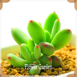 Hot Sale!10pcs/Lot 99 Kinds to choose Lithops Seeds Succulents Seeds Pseudotruncatella Office Bonsai Flower Seeds,#Y7UQSV