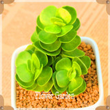 Hot Sale!10pcs/Lot 99 Kinds to choose Lithops Seeds Succulents Seeds Pseudotruncatella Office Bonsai Flower Seeds,#Y7UQSV