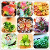 Hot Sale!10pcs/Lot 99 Kinds to choose Lithops Seeds Succulents Seeds Pseudotruncatella Office Bonsai Flower Seeds,#Y7UQSV
