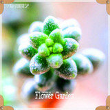 Hot Sale!10pcs/Lot 99 Kinds to choose Lithops Seeds Succulents Seeds Pseudotruncatella Office Bonsai Flower Seeds,#Y7UQSV