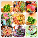 Hot Sale!10pcs/Lot 99 Kinds to choose Lithops Seeds Succulents Seeds Pseudotruncatella Office Bonsai Flower Seeds,#Y7UQSV