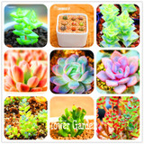 Hot Sale!10pcs/Lot 99 Kinds to choose Lithops Seeds Succulents Seeds Pseudotruncatella Office Bonsai Flower Seeds,#Y7UQSV