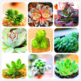 Hot Sale!10pcs/Lot 99 Kinds to choose Lithops Seeds Succulents Seeds Pseudotruncatella Office Bonsai Flower Seeds,#Y7UQSV