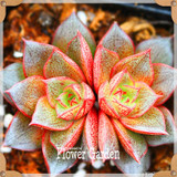 Hot Sale!10pcs/Lot 99 Kinds to choose Lithops Seeds Succulents Seeds Pseudotruncatella Office Bonsai Flower Seeds,#Y7UQSV