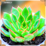 Hot Sale!10pcs/Lot 99 Kinds to choose Lithops Seeds Succulents Seeds Pseudotruncatella Office Bonsai Flower Seeds,#Y7UQSV