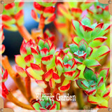 Hot Sale!10pcs/Lot 99 Kinds to choose Lithops Seeds Succulents Seeds Pseudotruncatella Office Bonsai Flower Seeds,#Y7UQSV