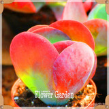 Hot Sale!10pcs/Lot 99 Kinds to choose Lithops Seeds Succulents Seeds Pseudotruncatella Office Bonsai Flower Seeds,#Y7UQSV