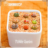 Hot Sale!10pcs/Lot 99 Kinds to choose Lithops Seeds Succulents Seeds Pseudotruncatella Office Bonsai Flower Seeds,#Y7UQSV