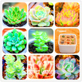 Hot Sale!10pcs/Lot 99 Kinds to choose Lithops Seeds Succulents Seeds Pseudotruncatella Office Bonsai Flower Seeds,#Y7UQSV