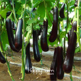Hot Sale!10Pieces/Bag * delicious Purple Eggplant Seeds Vegetable seeds, bonsai plants for home garden, #7NL7PL
