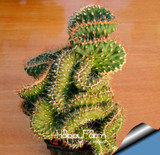 Hot Sale!10 Seed/Lot mini cactus seed (Astrophytum) succulents plants seeds DIY home garden Rare flower Flores,#PN6RHB