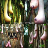 Hot sale!!! 20pcs / bag Rare Breast Melon seeds + gifts Vegetable Seeds From Vietnam DIY home garden Special Vietnam Gourd Seeds