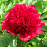Hot Sale! 10pcs/bag mixed color peony seeds flower seeds High Quality Peony Flower Seeds bonsai plant for home garden
