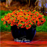 Hot Sale! 100pcs Petunia Seeds Mix Petunia Hybrida seeds hanging petunia seeds,garden Petunia,bonsai plant for home garden