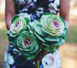 Flowering Ornamental Cabbage seeds , Plant flowering kale in bonsai or pot , Garden decoration flower seeds 100 pcs/bag