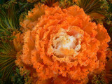 Flowering Ornamental Cabbage seeds , Plant flowering kale in bonsai or pot , Garden decoration flower seeds 100 pcs/bag
