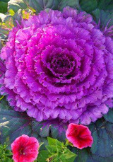 Flowering Ornamental Cabbage seeds , Plant flowering kale in bonsai or pot , Garden decoration flower seeds 100 pcs/bag