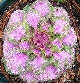 Flowering Ornamental Cabbage seeds , Plant flowering kale in bonsai or pot , Garden decoration flower seeds 100 pcs/bag
