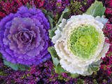 Flowering Ornamental Cabbage seeds , Plant flowering kale in bonsai or pot , Garden decoration flower seeds 100 pcs/bag