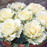 Flowering Ornamental Cabbage seeds , Plant flowering kale in bonsai or pot , Garden decoration flower seeds 100 pcs/bag