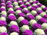 Flowering Ornamental Cabbage seeds , Plant flowering kale in bonsai or pot , Garden decoration flower seeds 100 pcs/bag